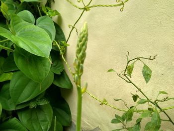 Close-up of plant growing on wall