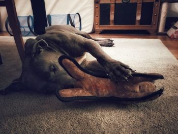 Close-up of dog relaxing at home