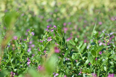 Close-up of plant growing outdoors