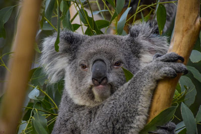Close-up portrait of a squirrel