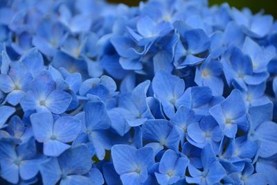 Close-up of blue hydrangea flowers