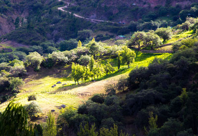 High angle view of trees on field