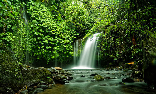 Scenic view of waterfall in forest