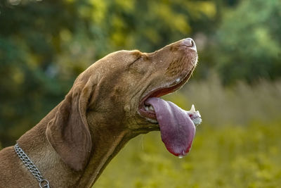 Close-up of a dog yawning