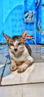 Portrait of cat relaxing on floor