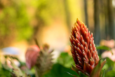 Close-up of flowering plant