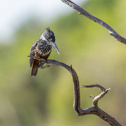 Close-up of bird perching on branch