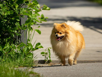 Portrait of dog looking away