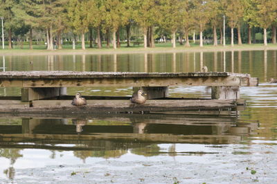 View of birds in lake