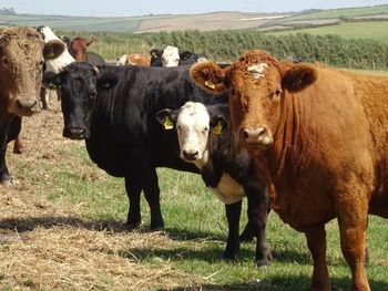 Cows on field