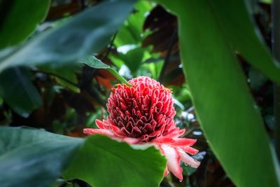 Close-up of red flower