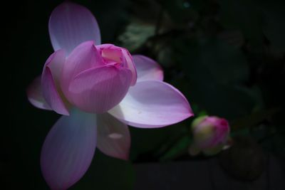 Close-up of pink flower blooming outdoors