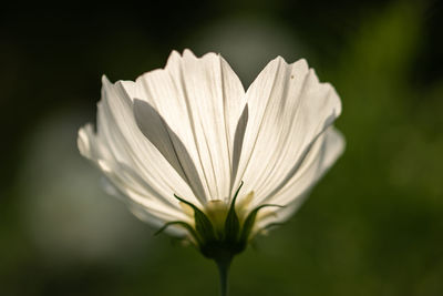 Close-up of white flowering plant