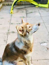 Portrait of a dog on footpath