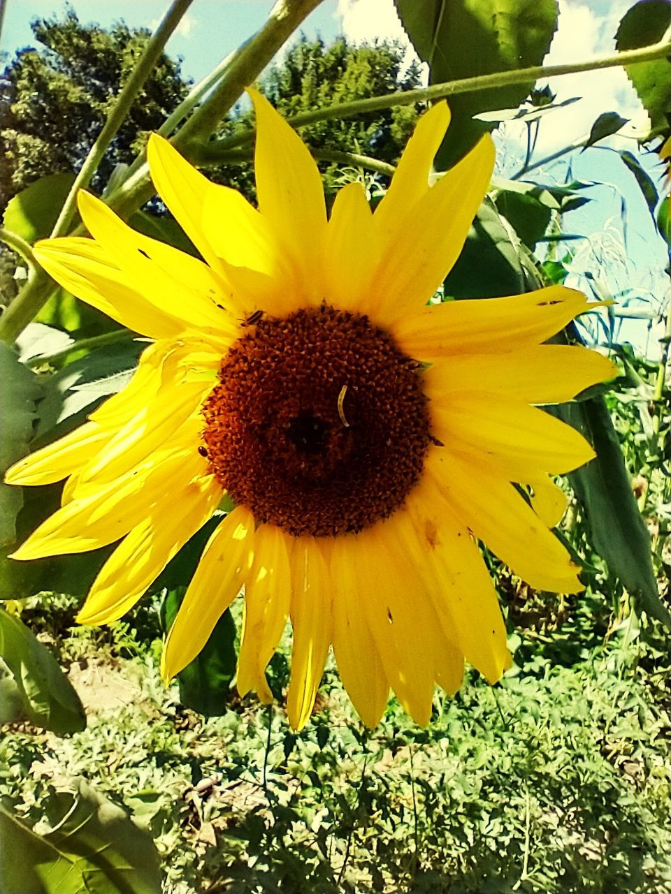 plant, flower, flowering plant, sunflower, growth, yellow, flower head, beauty in nature, freshness, inflorescence, fragility, petal, nature, close-up, pollen, no people, day, field, sunlight, sunflower seed, outdoors, botany, land, blossom, springtime