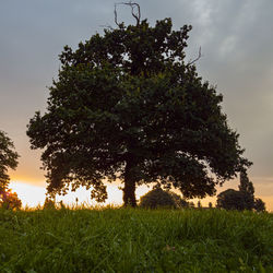 Trees on field against sky