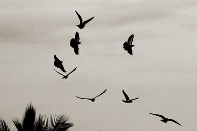 Low angle view of bird flying in sky