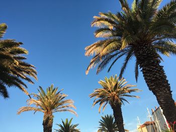 Low angle view of palm trees against clear blue sky