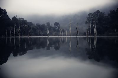 Reflection of trees in water