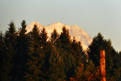 Panoramic view of trees and mountains against clear sky