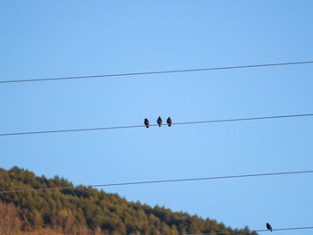 Low angle view of birds perching on cable against sky