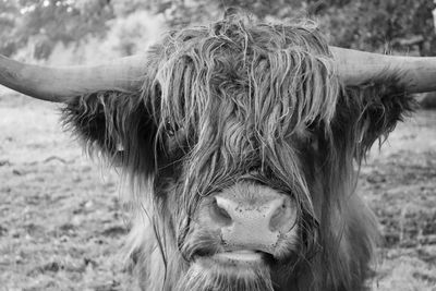 Close-up of a galloway