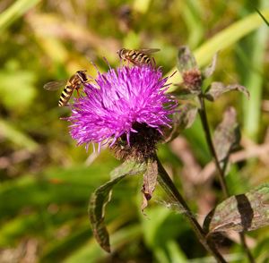 Close-up of bee pollinating on purple flower