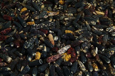 Full frame shot of indian corn