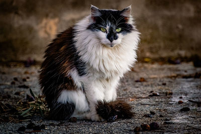 Close-up of a stray cat under an olive tree, sitting like a queen model on the ground.