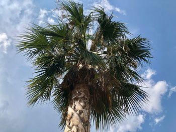 Low angle view of palm tree against sky