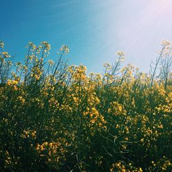 Low angle view of flowers against clear sky