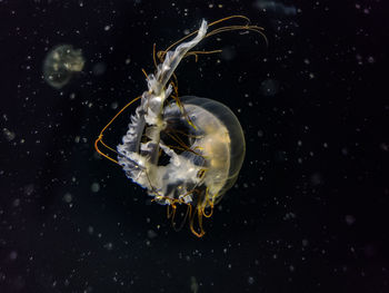 Close-up of jellyfish swimming in sea