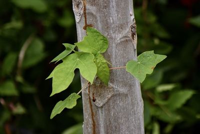 Close-up of lizard on tree trunk