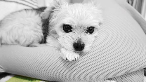 Close-up portrait of dog