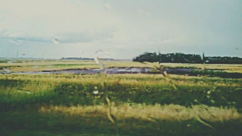 Scenic view of grassy field against sky