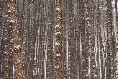 Full frame shot of trees in forest