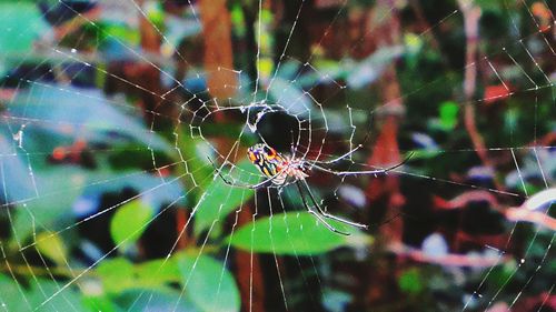 Close-up of spider on web