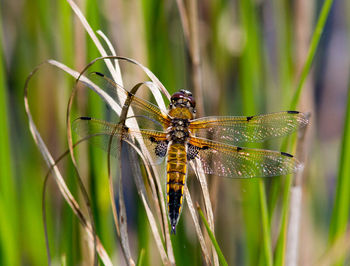 Close-up of dragonfly on plant