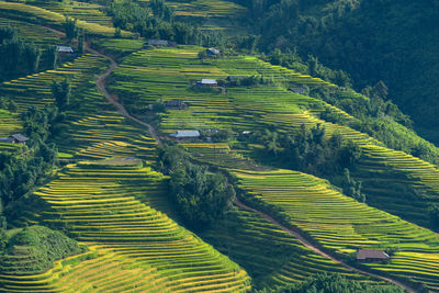 High angle view of agricultural field