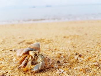 Close-up of seashell on beach