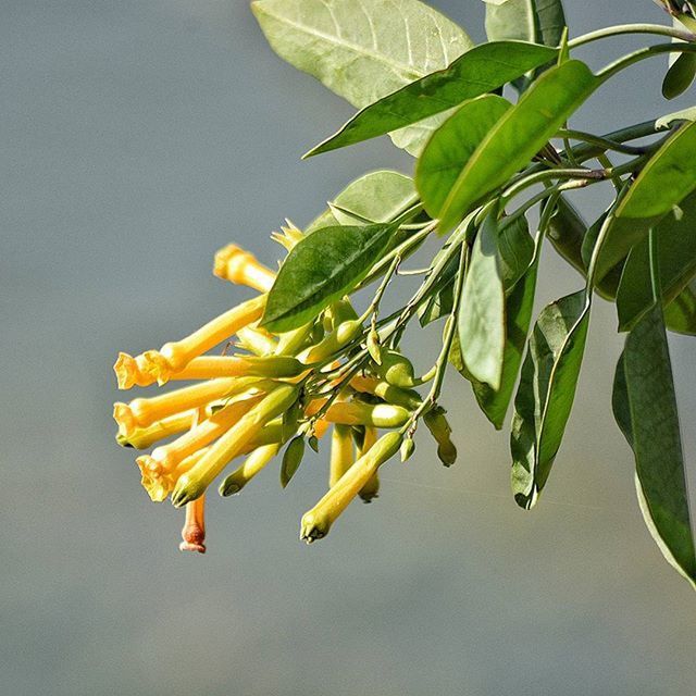 leaf, low angle view, yellow, branch, green color, growth, tree, sky, nature, hanging, clear sky, beauty in nature, close-up, outdoors, day, no people, fruit, freshness, twig, focus on foreground