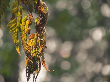 Close-up of plant against blurred background