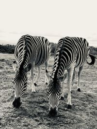 Zebras grazing in a field
