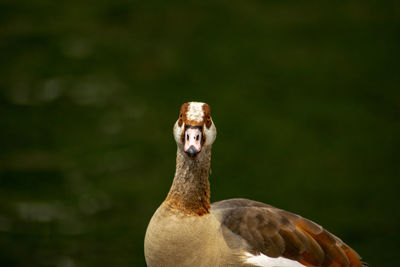 Close-up of a bird on a land