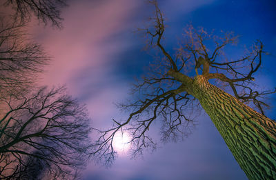 Low angle view of bare trees against sky
