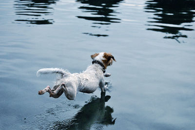 High angle view of dog swimming in lake