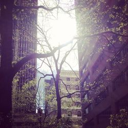 Bare trees and buildings in city