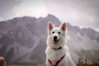 Close-up of a dog