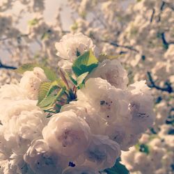 Close-up of white flowers