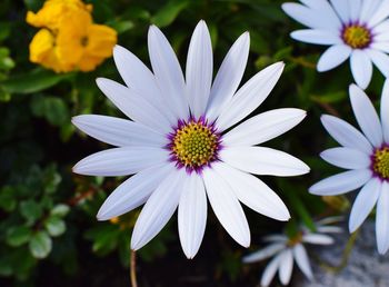 Close-up of white flower